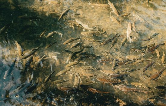 Fishing App to Locate Fish in Real-Time