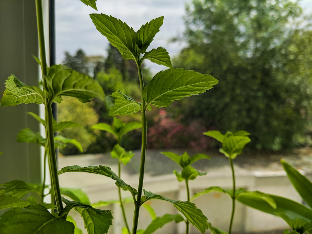 Herbal Tea App Guide: Benefits, Recipes, and Usage Tips